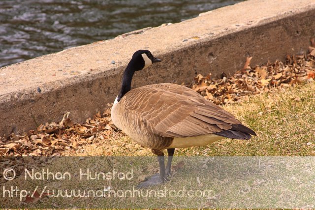 A goose eating grass between Lake Calhoun and Lake of the Isles.